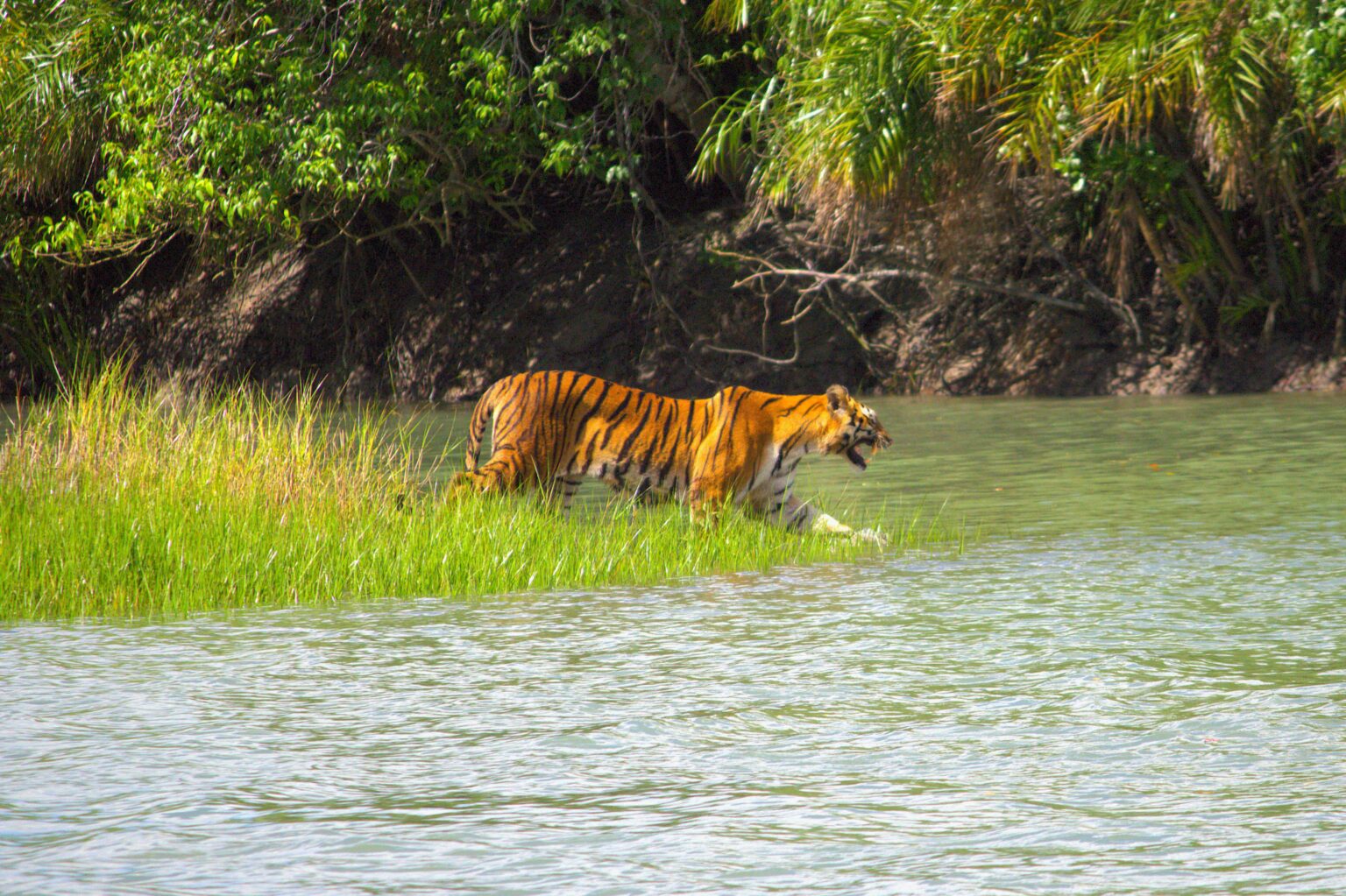 Sundarbans Wildlife: A Glimpse into the Wild Kingdom – Sundarban Tourism